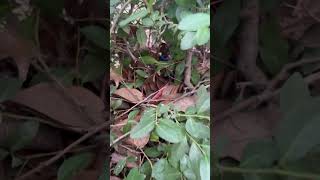 Medley Hunt: Superman Edition Hiding Spot Reveal