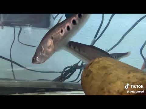 Clown Knifefish Chitala ornata aquarium