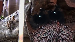 Download lagu That Hollow Wood Nearly Killed Me At The Sawmill mp3 Download lagu That Hollow Wood Nearly Killed Me At The Sawmill mp3