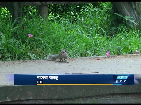 করোনাকালের ছুটিতে ঢাবি ও সুপ্রিম কোর্টের আঙিনায় বেড়েছে কাঠবিড়ালীর আনাগোনা