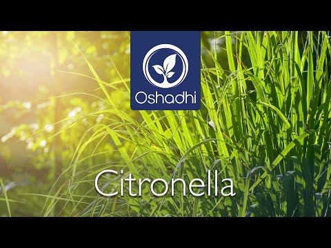 Cymbopogon Nardus Extract Powder