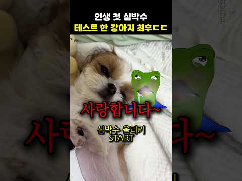 인생 첫 심박수 테스트 한 강아지 최후ㄷㄷ