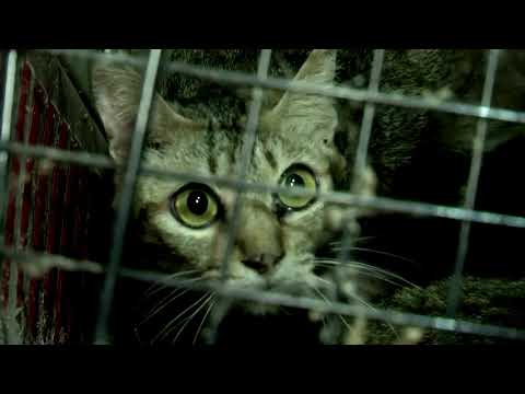 タイで300匹以上の捨て猫が救出される (More than 300 abandoned cats rescued in Thailand)