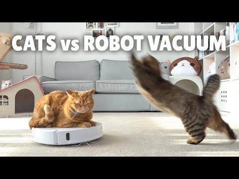 Видео: Коты и робот-пылесос