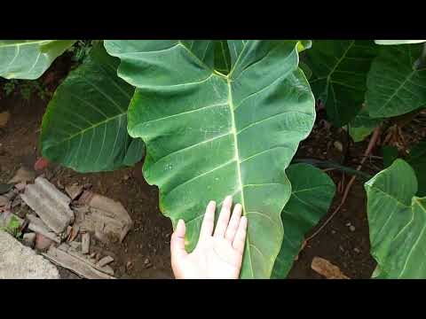 HOW THIS GARDEN GROWS EVERY FRUIT IN GHANA