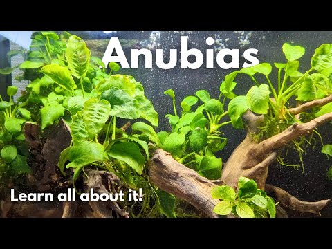 Comprehensive Anubias care guide: Everything you need to know to grow an EPIC plant