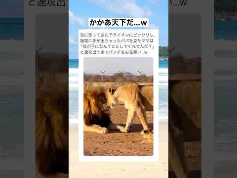 あの百獣の王も、奥さんには頭が上がらない...ｗ　#shorts #動物 #おすすめ