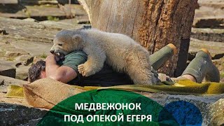 Заблудившийся медвежонок стал маленьким кушвинцем