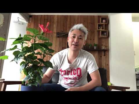 ハイビスカス咲いてないの?それでおしまい 植物