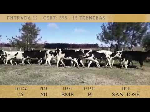 Lote 15 Terneras 211kg -  en ECILDA PAULLIER