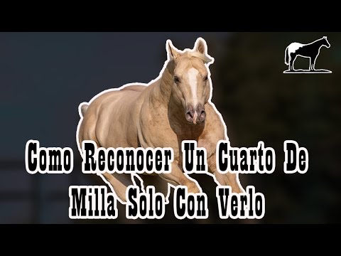 , title : 'Capitulo 2 (Cuarto De Milla) Como Saber Que Raza Es Un Caballo Solo Con Verlo 🐴-Del Cerro Soy'