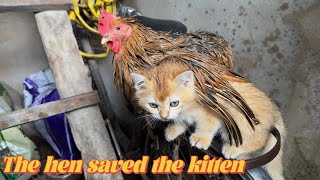I was very moved to see this scene!It was raining heavily, and the hen saved the kitten.Magical cute