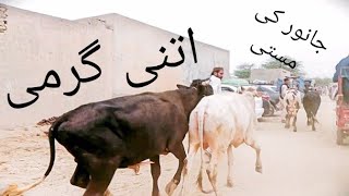Punjab Big Mall Maweshi Mandi || Bull Mandi Low Price || Bakra Mandi || Mall Maweshi Mandi Pakistan