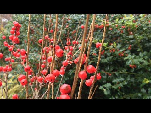 ⛄️ Winter Interest Garden Tour ~ Holly ~ Azaleas ~ Hellebores ~ Y Garden ⛄️