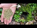 Will Dried Moss Return to Life?