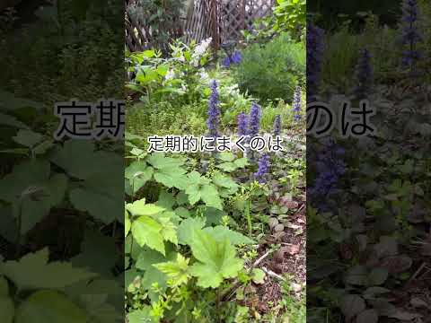 庭のコーヒーかすの使い方