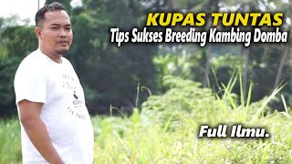 Download lagu Kupas Tuntas,Tips Sukses persiapan Breeding kambing dan domba mp3 Download lagu Kupas Tuntas,Tips Sukses persiapan Breeding kambing dan domba mp3