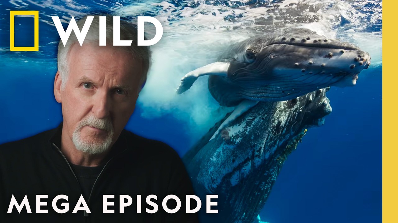 Misterio en la Costa Dorada: Miles de Peces Muertos Desencadenan Investigación Ecológica