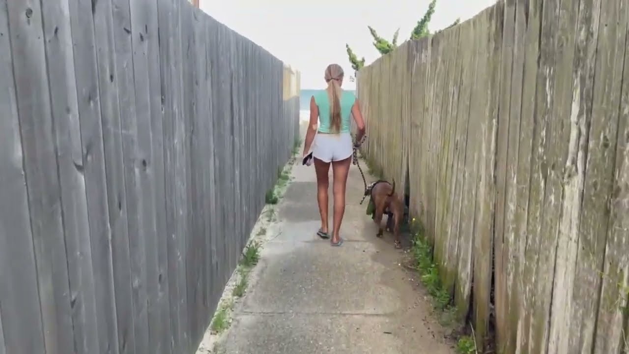 Redz, a ADOPTABLE mixed breed in Bowie, MD video 3/6