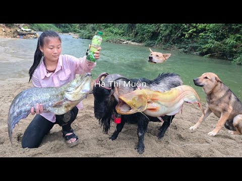 The goat and the smart dogs go fishing with the Vietnamese girl to make a living - ha thi muon