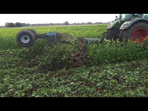 SACHO incorporating Mustard for biofumigation
