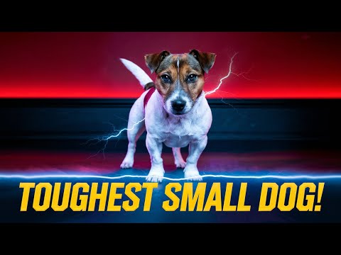 Meet The Toughest Small Dog That Shocked Researchers!