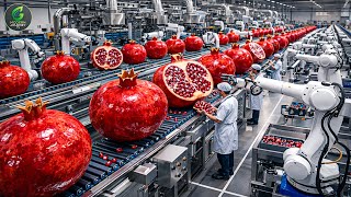 Inside a Modern Pomegranate Factory: From Whole Fruit to Crystal-Clear Juice (Full Process)