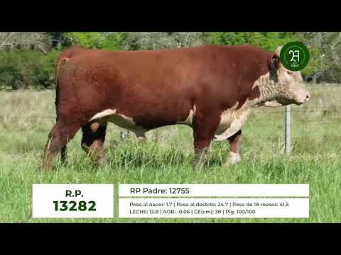 RP 13282 TORO HEREFORD