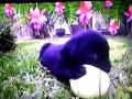 Baby TV Perrito