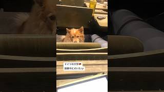 ドイツの大学では、授業に犬を連れてきてる子がたまにいます　#ドイツ留学　#犬  #授業中　#ドイツ生活