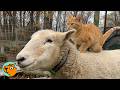 Sheep Knocks On Door To Play With Cat Friend Cuddle Buddies