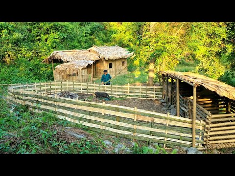 How to building a bamboo fence for pigs 2022, Farm life - Ep. 34 | Forest life