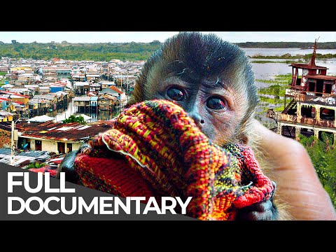 Peru's Animal Smugglers and Venezuela's Drug Crisis