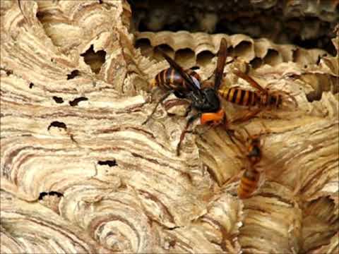 オオスズメバチVSキイロスズメバチ・大雀蜂 対 黄色雀蜂・・No1・弱肉強食の世界Nowha