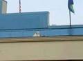 Seagull Fight At Cedar Point