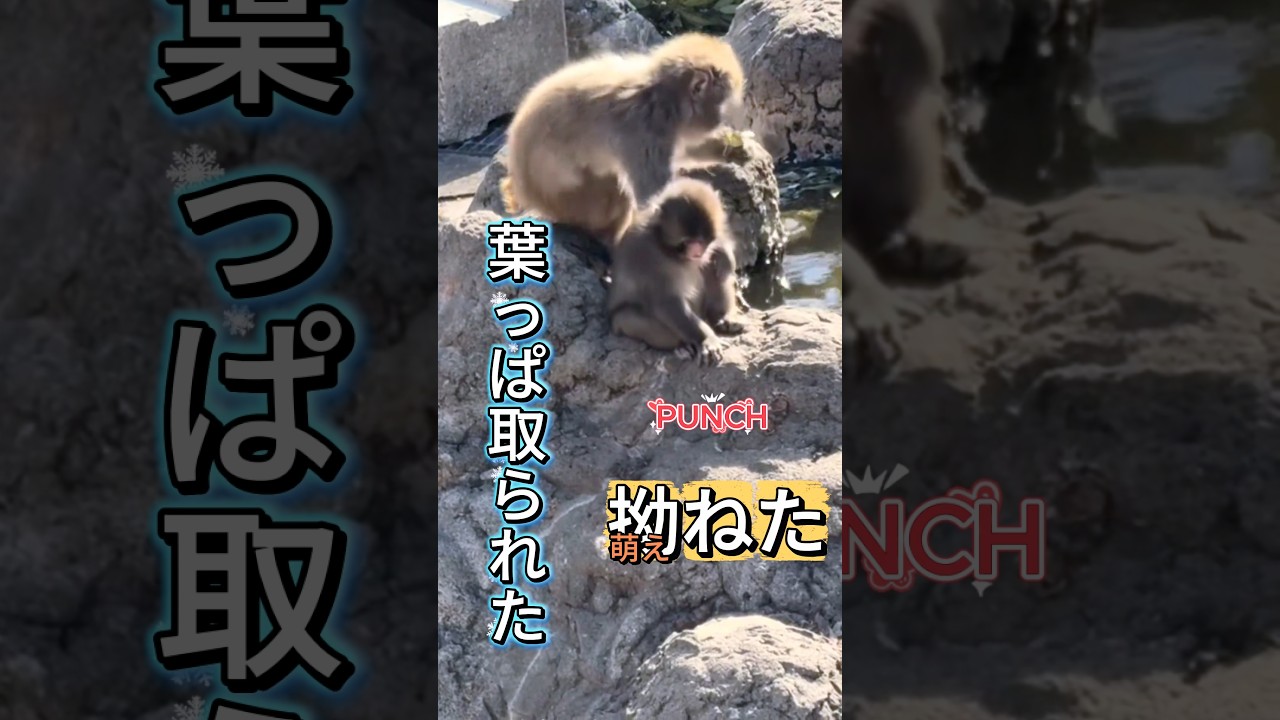 パンチくん 葉っぱ取られて拗ねる🐒 Punch Gets Mad Over a Leaf!? So Cute 😂🐒 #パンチくん #punch #パンチ君 #monkey #cute #もえちゃん