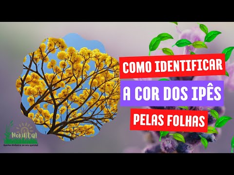How to identify Ipê by its leaves.