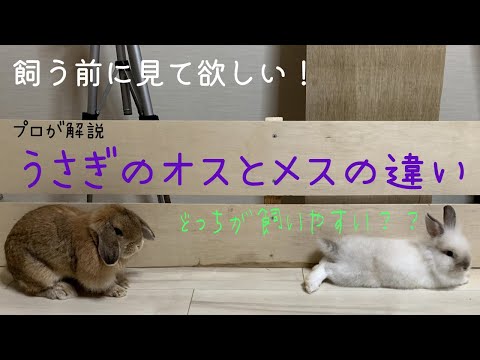 ウサギとウサギの違い