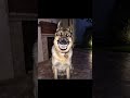 Skinwalker Disguised As Animals ️ Scary Shorts