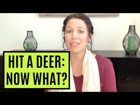 WHAT TO DO IF YOU HIT A DEER | Life Skills for Young Adults
