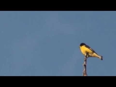Lesser Goldfinch | Austin Texas