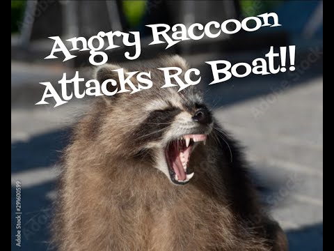 Angry 😠 Raccons Attack an rc Boat! Oxidean Marine Mini-Dom