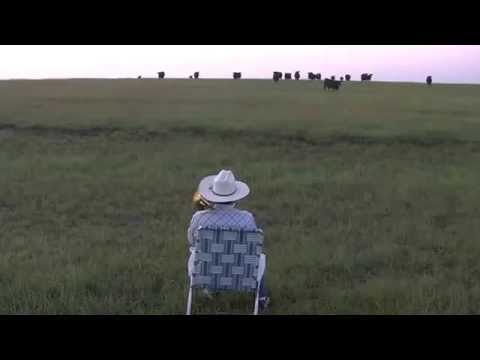 Kansas Farmer Serenades Cattle with Trombone Cover of Lorde's 'Royals'