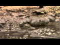 Giant Nile Crocodile Overview