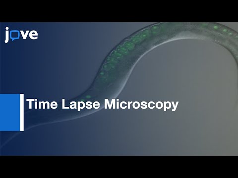 Time Lapse Microscopy: Visualizing Anoxia-Induced Suspended Animation: C. elegans l Protocol Preview