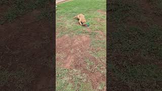 Video preview image #1 German Shepherd Dog-Great Pyrenees Mix Puppy For Sale in Clinton, OK, USA