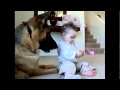 Dog VS child 