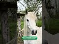 video IFA6ABr2bRc