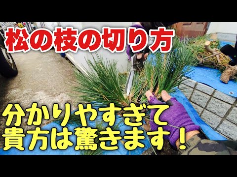 折れた木の枝をうまく処理できますか?説明と例  庭園