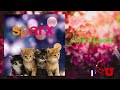 ♬ ❤️ Sparx 👉 Cuatro Lindos - Pista 18 - Lo Dice Mi Corazon [Mitt Hjerte Sier Det] ❤️ ♬
